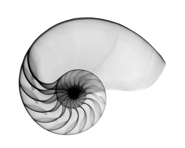 Radiograph Poster featuring the photograph X-ray Of Nautilus by Bert Myers