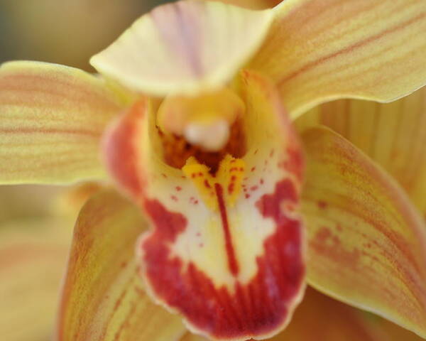 Orchid Poster featuring the photograph Yellow and Red Orchid by Sue Morris