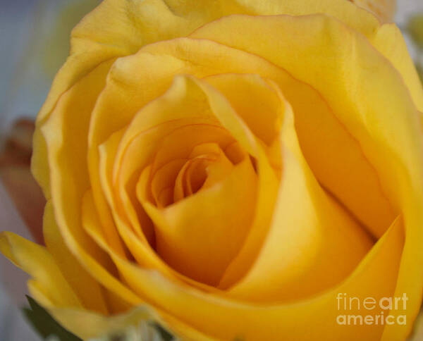 Flowers. Flower. Floral. Garden Poster featuring the photograph Yellow Rose by Arlene Carmel