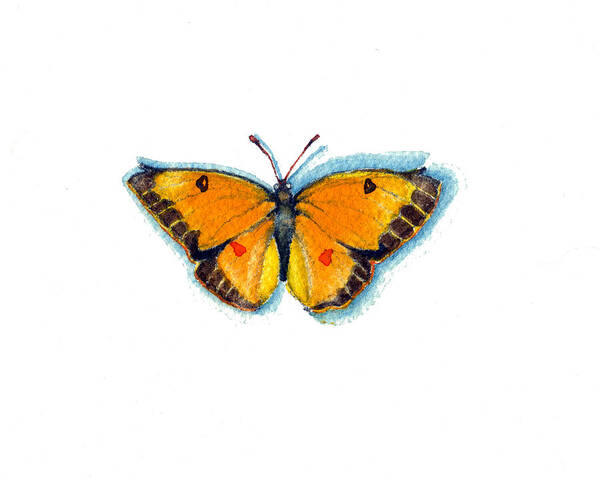 Moths Poster featuring the painting Yellow Sulphur by Katherine Miller