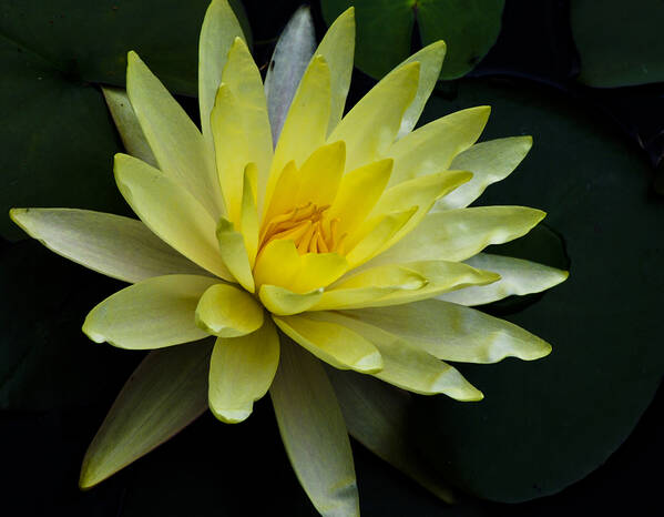 Float Poster featuring the photograph Yellow Waterlily by Christi Kraft