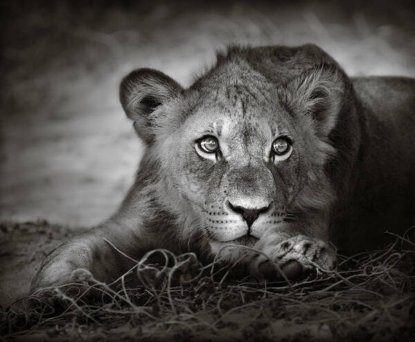 Wild Poster featuring the photograph Young lion portrait by Johan Swanepoel