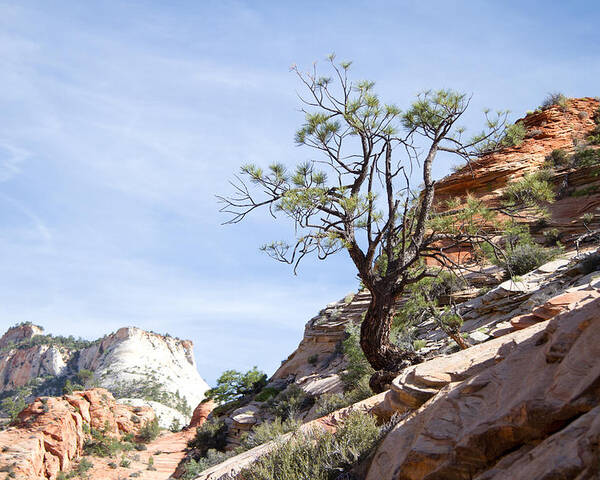 Tree Poster featuring the photograph Zion National Park 1 by Natalie Rotman Cote