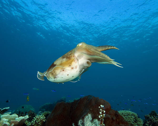 Cuttlefish | Cuttlefish, Monterey bay aquarium, Animal captions