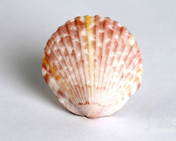 Nature Poster featuring the photograph Cockle Shell by Photo Researchers