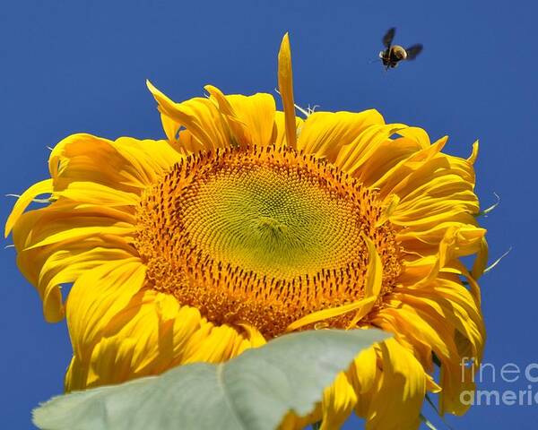 Sunflower Poster featuring the photograph Coming in for Landing by Cheryl Baxter