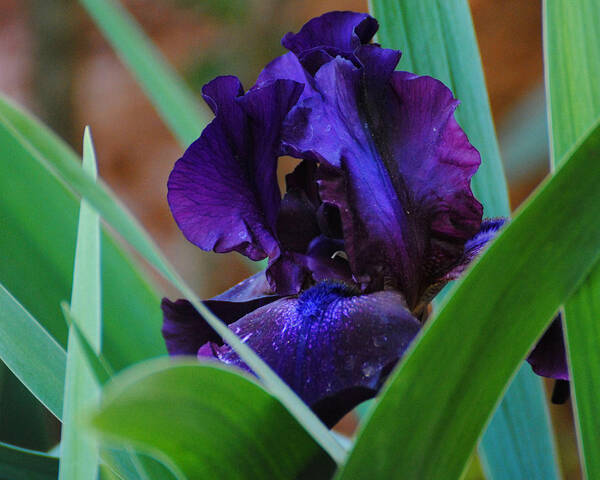 Beautiful Poster featuring the photograph Dark Purple Iris #1 by Jai Johnson