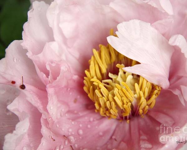Tree Peony Poster featuring the photograph Pink Tree Peony by Yumi Johnson