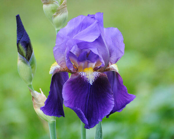 Beautiful Iris Poster featuring the photograph Purple and Yellow Iris by Jai Johnson
