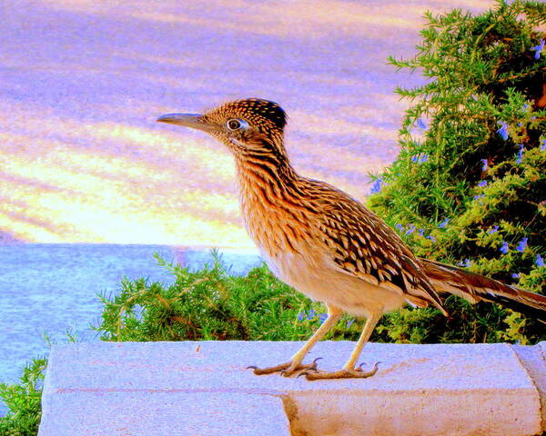 Roadrunner Poster featuring the photograph Roadrunner #1 by Lessandra Grimley