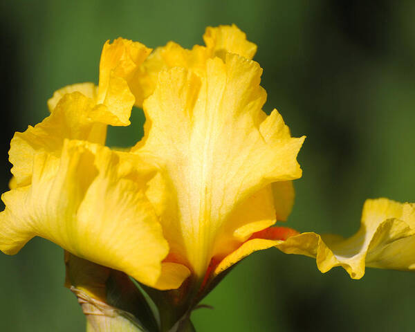 Beautiful Iris Poster featuring the photograph Yellow and White Iris by Jai Johnson