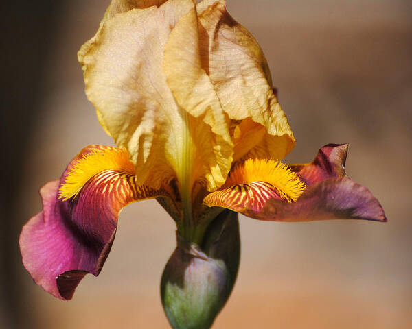 Beautiful Iris Poster featuring the photograph Purple and Yellow Iris #2 by Jai Johnson