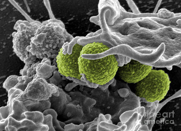 Microbiology Poster featuring the photograph Methicillin-resistant Staphylococcus by Science Source