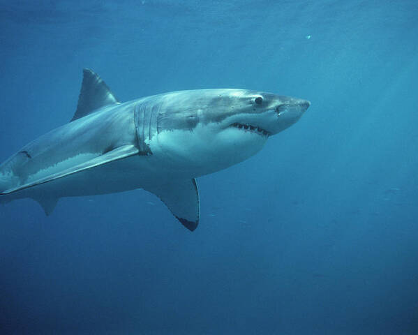 Mp Poster featuring the photograph Great White Shark Carcharodon by Mike Parry