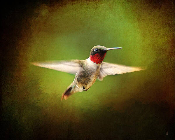 Avian Poster featuring the photograph Hummingbird in Flight #3 by Jai Johnson