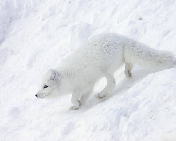 Mp Poster featuring the photograph Arctic Fox Alopex Lagopus On Snow Drift by Matthias Breiter