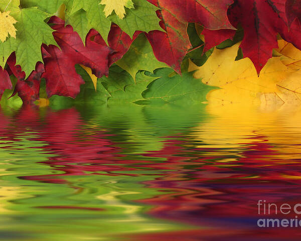 Leaves Poster featuring the photograph Autumn leaves in water with reflection by Simon Bratt