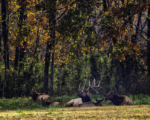 Bull Elk Poster featuring the photograph Bedding Down by Michael Dougherty
