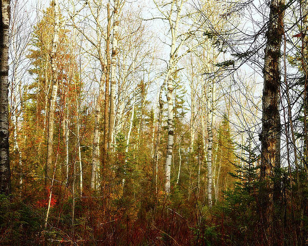 Hovind Poster featuring the photograph Birch forest by Scott Hovind