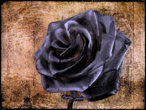 Rose Poster featuring the photograph Black Rose Eternal  by David Dehner