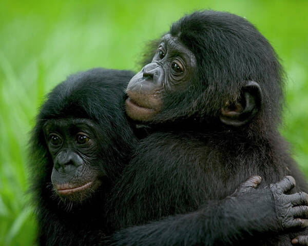 Mp Poster featuring the photograph Bonobo Pan Paniscus Pair Of Orphans by Cyril Ruoso