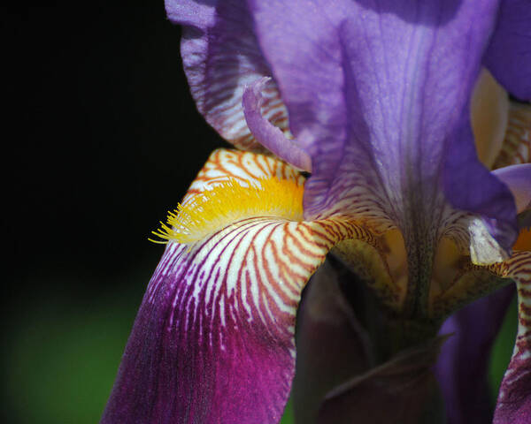 Beautiful Iris Poster featuring the photograph Brilliant Purple Iris Flower III by Jai Johnson