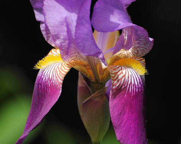 Beautiful Iris Poster featuring the photograph Brilliant Purple Iris Flower by Jai Johnson