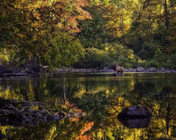 Bull Elk Poster featuring the photograph Bull Elk in Buffalo National River in Fall Color by Michael Dougherty