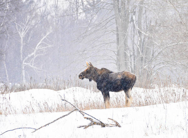 Moose Poster featuring the photograph Canadian Winter by Cheryl Baxter