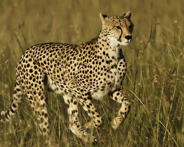 Cheetah Running Poster by Manoj Shah