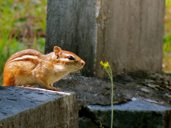Chipmunk Poster featuring the photograph Chipmunk with Flower by Azthet Photography