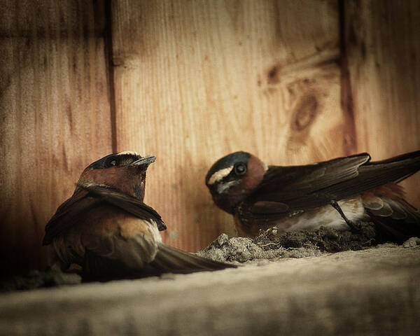 Bird Poster featuring the photograph Cliff Swallows 3 by Scott Hovind