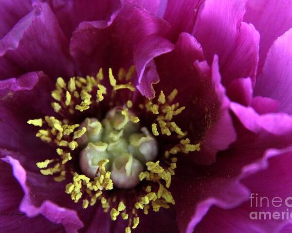 Purple Tree Peony Poster featuring the photograph Close up for purple tree peony by Yumi Johnson
