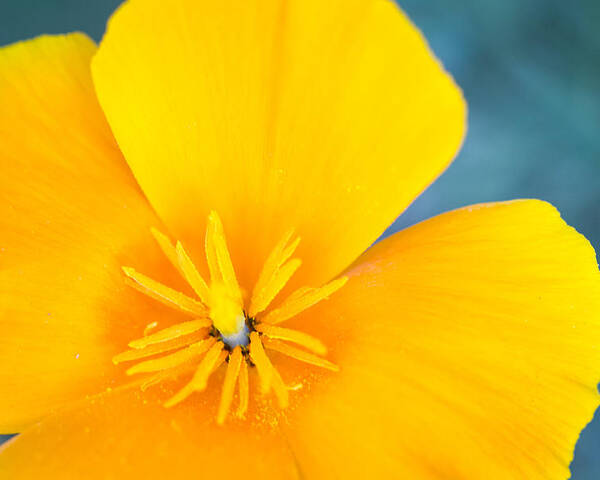 California Poppy Poster featuring the photograph Close Up Of A California Poppy by Dina Calvarese