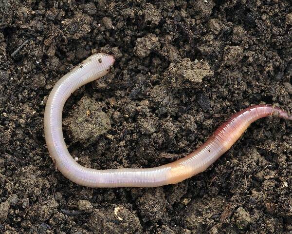 Common Earthworm Poster by Colin Varndell - Pixels