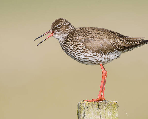 Fn Poster featuring the photograph Common Redshank Tringa Totanus Calling by Marcel van Kammen