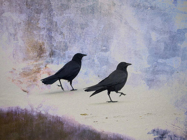 Crow Poster featuring the photograph Crows Walking on the Beach by Carol Leigh