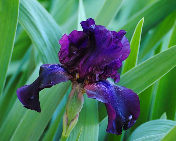 Beautiful Poster featuring the photograph Dark Purple Iris by Jai Johnson