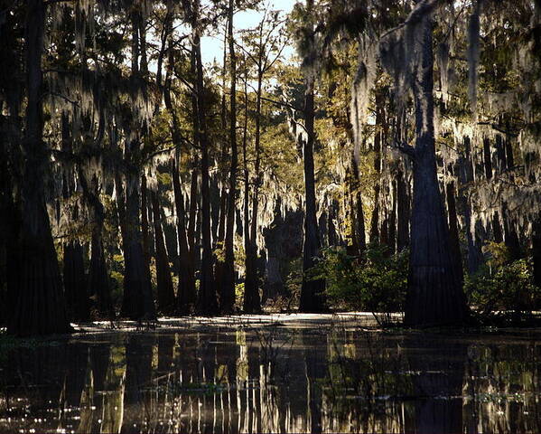 Swamp Poster featuring the photograph Deep Swamp by Ron Weathers