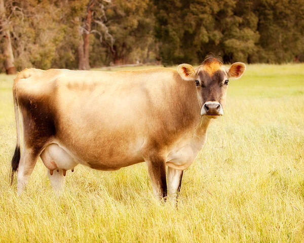 jersey cow images