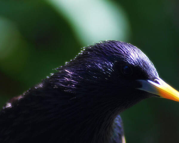 Bird Poster featuring the photograph European Starling by Scott Hovind