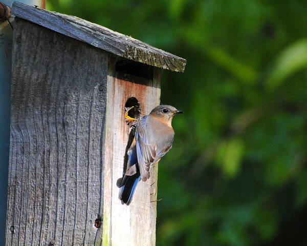 Avian Poster featuring the photograph Female Eastern Bluebird III by Jai Johnson