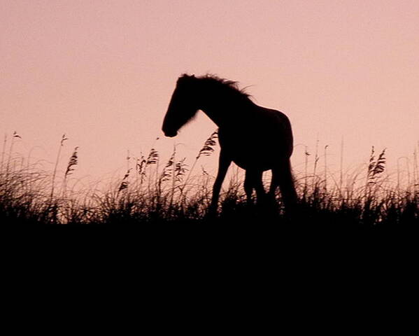 Foal Poster featuring the photograph Foal At Sunset by Kim Galluzzo Wozniak