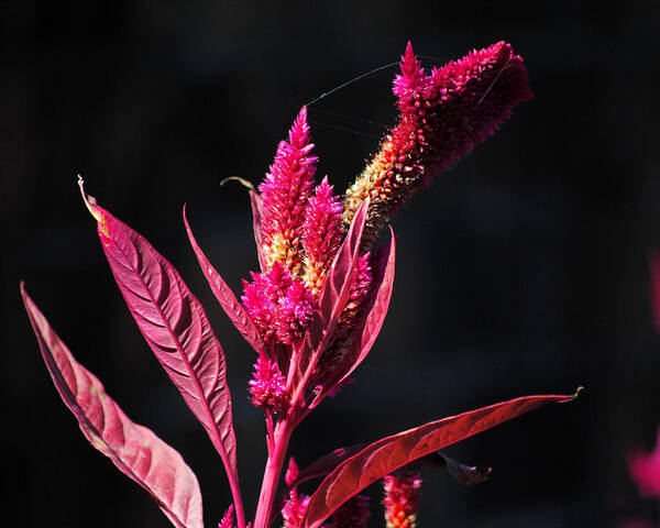 Autumn Poster featuring the photograph Fuchsia Plant II by Jai Johnson