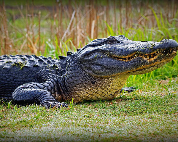 Alligator Poster featuring the photograph Gator by Farol Tomson