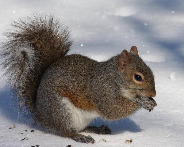 Gray Squirrel Poster featuring the photograph Gray Squirrel On Snow by Daniel Reed
