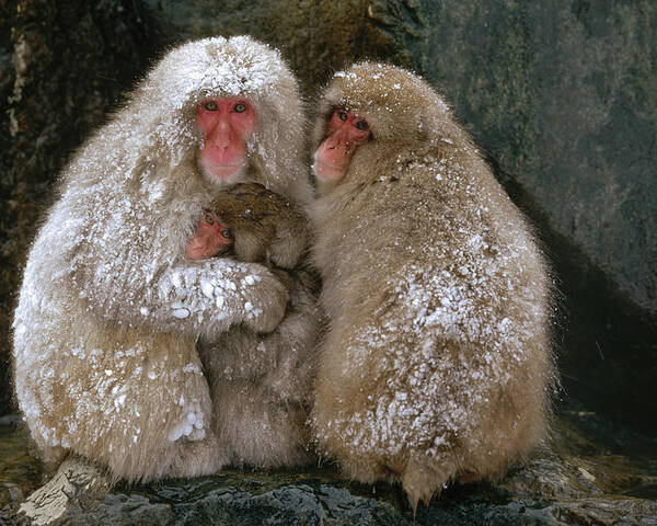 Mp Poster featuring the photograph Japanese Macaque Macaca Fuscata Family by Konrad Wothe