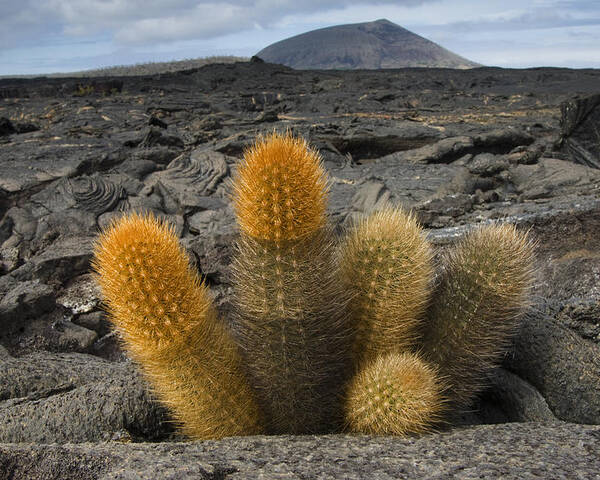 Mp Poster featuring the photograph Lava Cactus Brachycereus Nesioticus by Pete Oxford