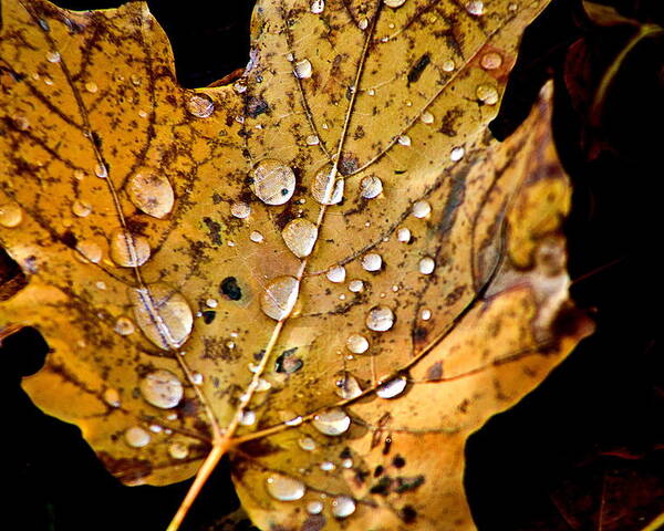 Fall Leaf With Water Droplets Poster featuring the photograph Leafwash by Burney Lieberman