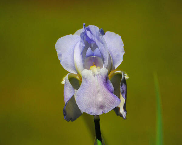 Beautiful Iris Poster featuring the photograph Lilac Blue Iris Flower II by Jai Johnson